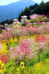 Flower Field