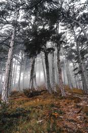 Forest Trees