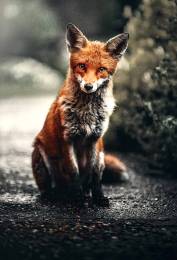 Fox