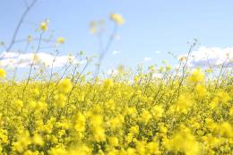 Yellow Flowers