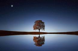 Lake Tree