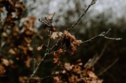 Leaves
