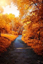 Maple Trees Path