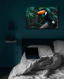 Toucan