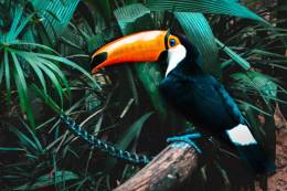 Toucan