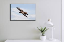 Hawk