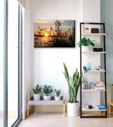 Plants Sunset