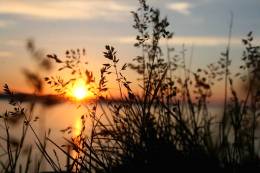 Plants Sunset
