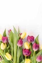Tulips