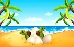 Turtles