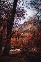 Waterfall Trees