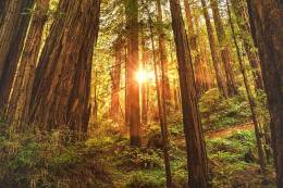 Woods