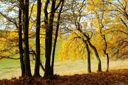 Yellow Trees